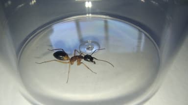 Camponotus consobrinus photo 60