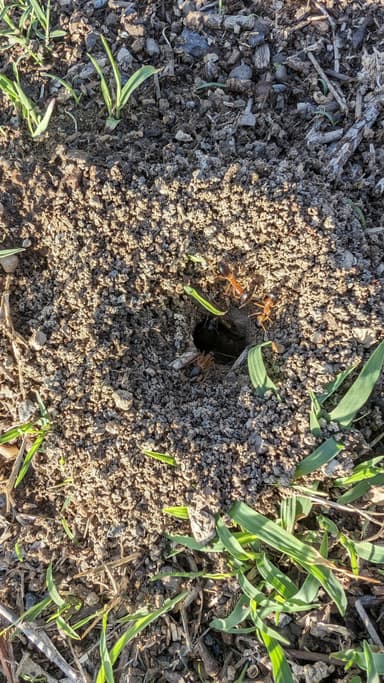 Camponotus consobrinus photo 61