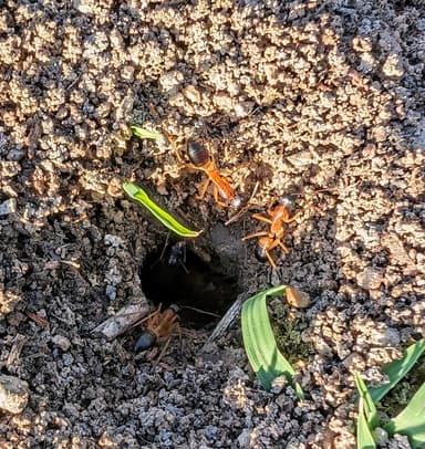Camponotus consobrinus photo 62
