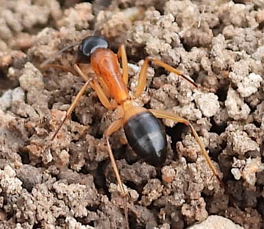 Camponotus consobrinus photo 63