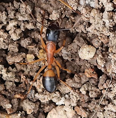Camponotus consobrinus photo 64