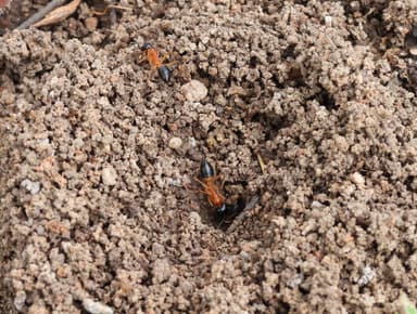 Camponotus consobrinus photo 66