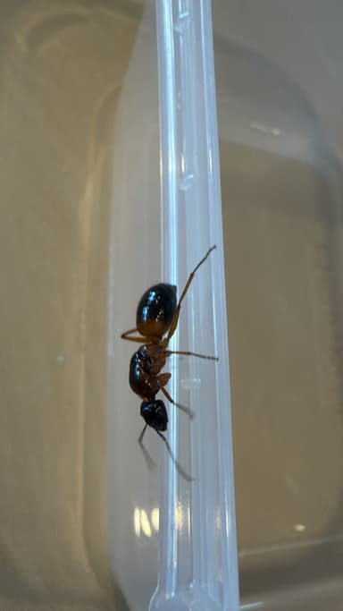 Camponotus consobrinus photo 67