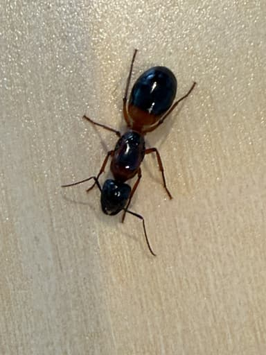 Camponotus consobrinus photo 68