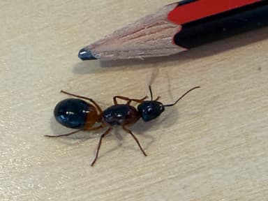 Camponotus consobrinus photo 70