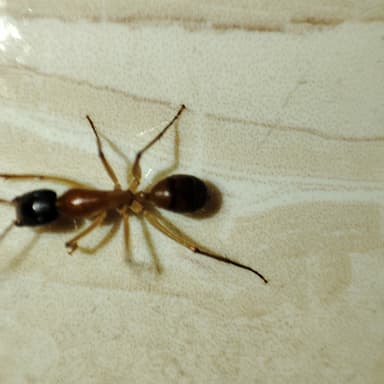 Camponotus consobrinus photo 76