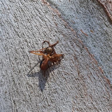 Camponotus consobrinus photo 79