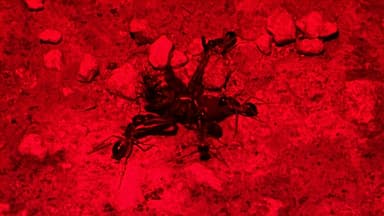 Camponotus consobrinus photo 80