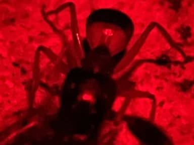 Camponotus consobrinus photo 83