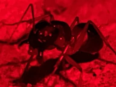 Camponotus consobrinus photo 84