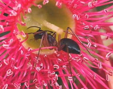 Camponotus consobrinus photo 86