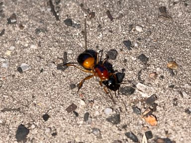 Camponotus consobrinus photo 90