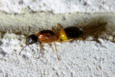 Camponotus consobrinus — queen photo 91