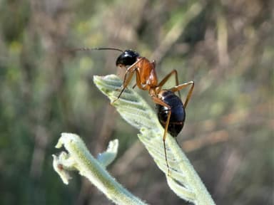 Camponotus consobrinus photo 94