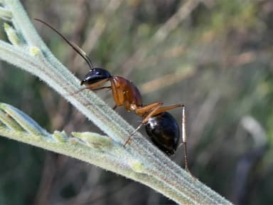 Camponotus consobrinus photo 95