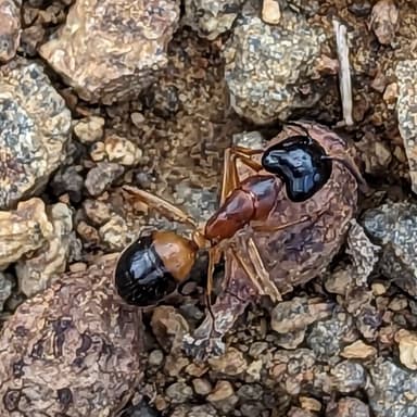 Camponotus consobrinus photo 100