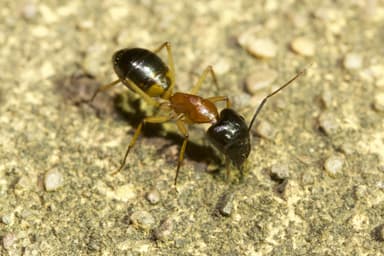 Camponotus consobrinus photo 105