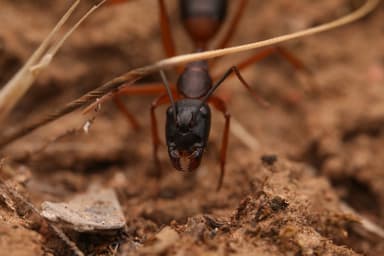 Camponotus consobrinus photo 110