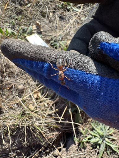 Camponotus consobrinus photo 111