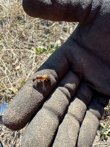 Camponotus consobrinus photo 112