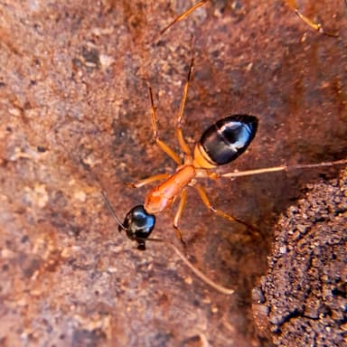 Camponotus consobrinus photo 114