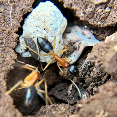 Camponotus consobrinus photo 115