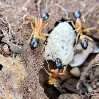 Camponotus consobrinus photo 116
