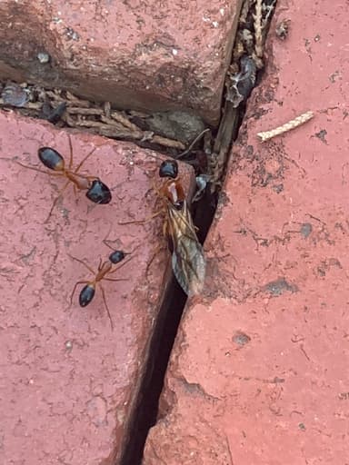 Camponotus consobrinus photo 117