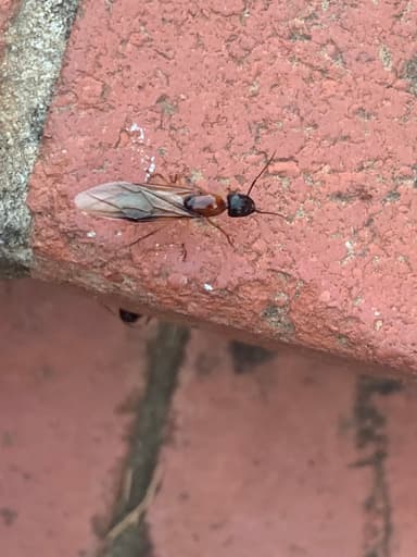 Camponotus consobrinus photo 118