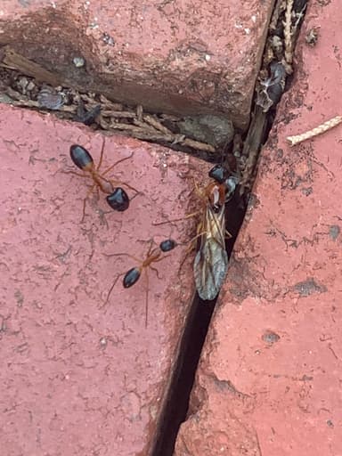 Camponotus consobrinus photo 119