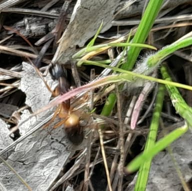 Camponotus consobrinus photo 121
