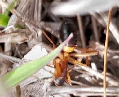 Camponotus consobrinus photo 122