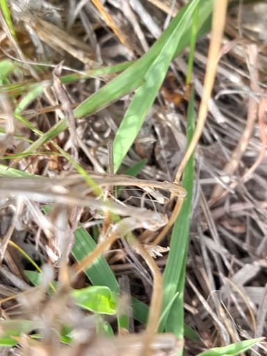 Camponotus consobrinus photo 124