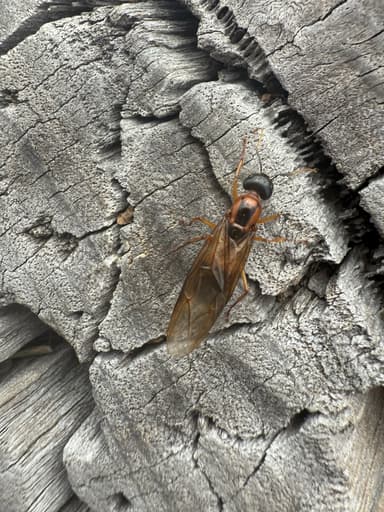 Camponotus consobrinus photo 126