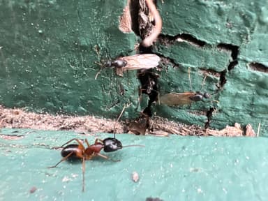 Camponotus consobrinus — queen photo 128