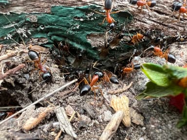 Camponotus consobrinus — queen photo 129