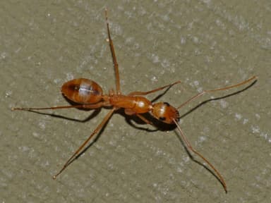 Camponotus consobrinus photo 4