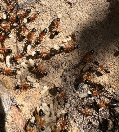 Camponotus consobrinus photo 5