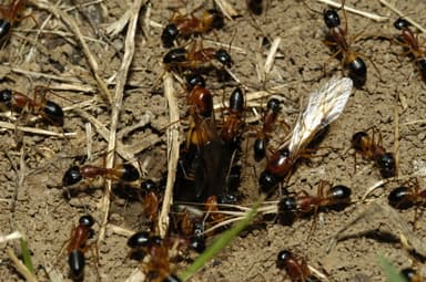 Camponotus consobrinus — colony photo 8