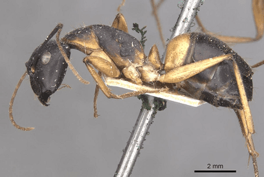 Camponotus consobrinus photo 9
