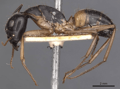 Camponotus consobrinus photo 10