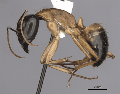 Camponotus consobrinus photo 11