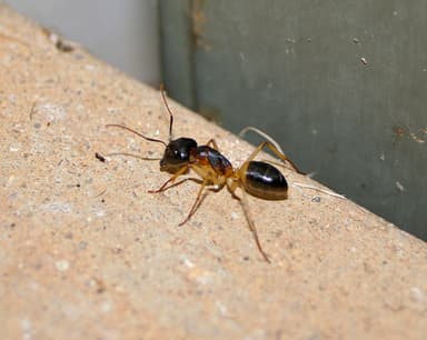 Camponotus consobrinus photo 12
