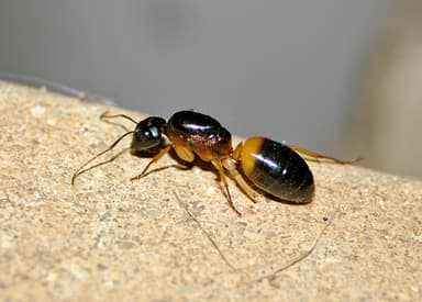Camponotus consobrinus — queen photo 13