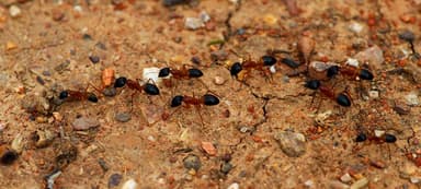Camponotus consobrinus photo 14