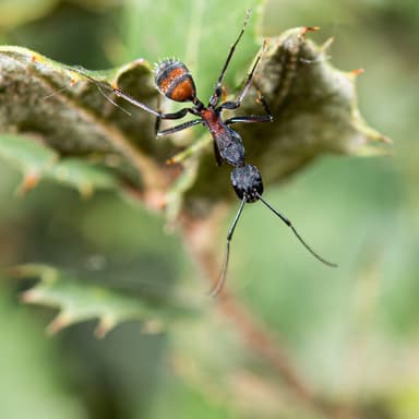 Camponotus cruentatus photo 9
