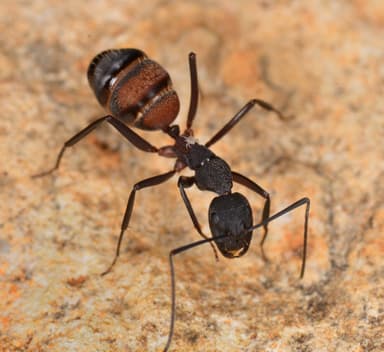 Camponotus cruentatus photo 12