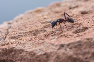 Camponotus cruentatus photo 14