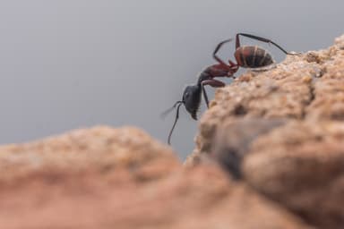 Camponotus cruentatus photo 15