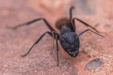 Camponotus cruentatus photo 16